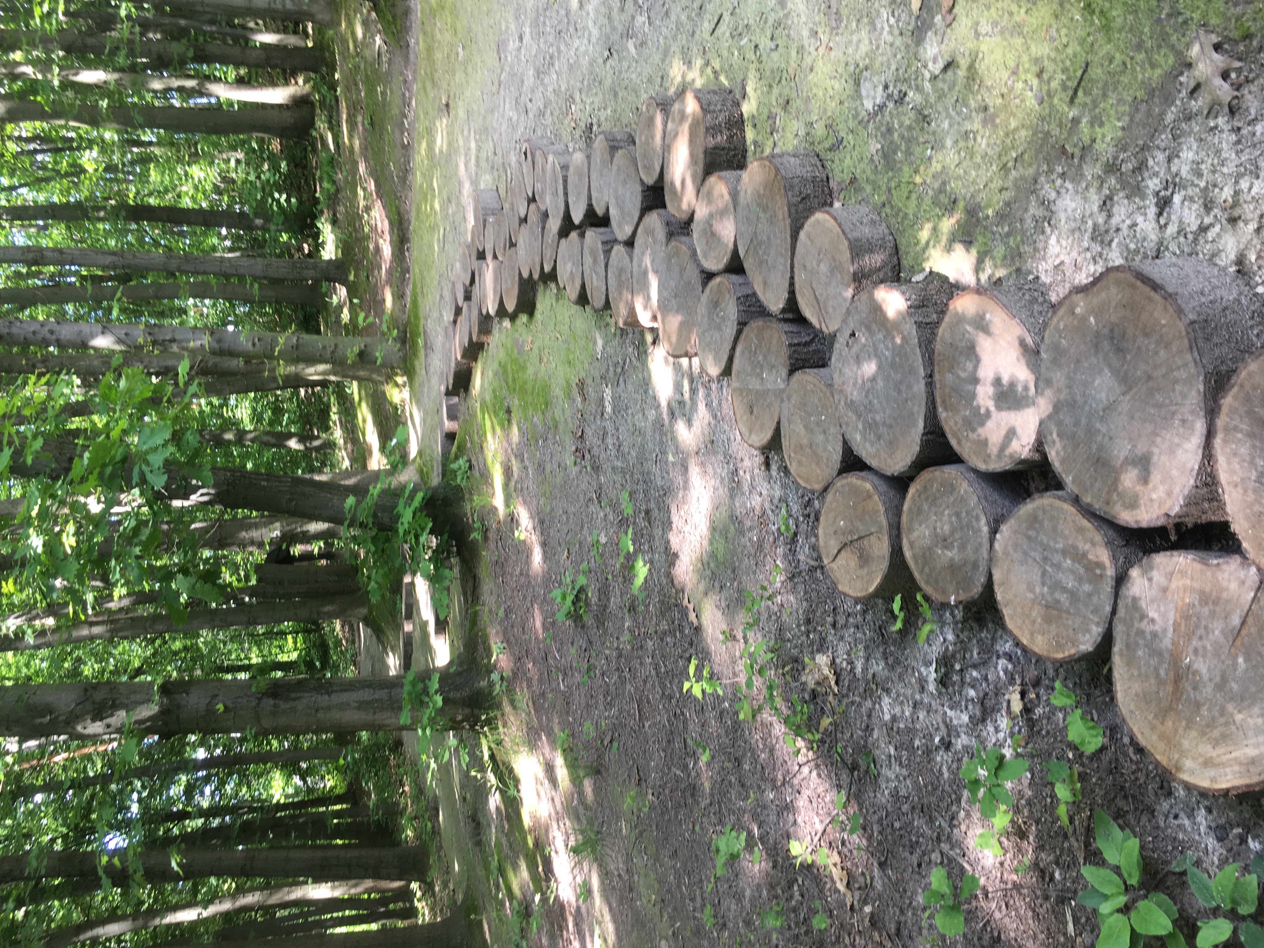 Path at Shevchenkivskyi Hai Park